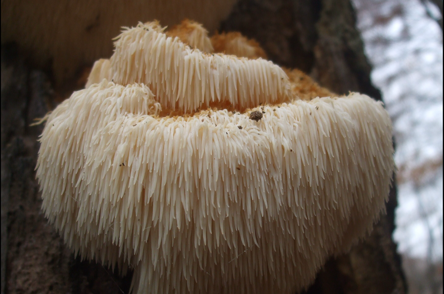 Lion's Mane Mushroom Log