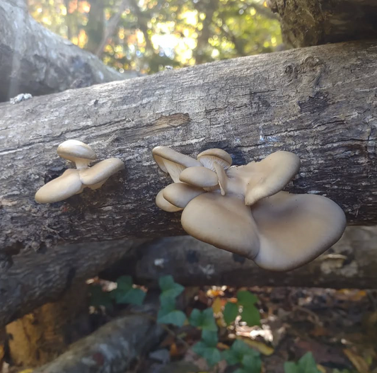 Oyster Mushroom Log